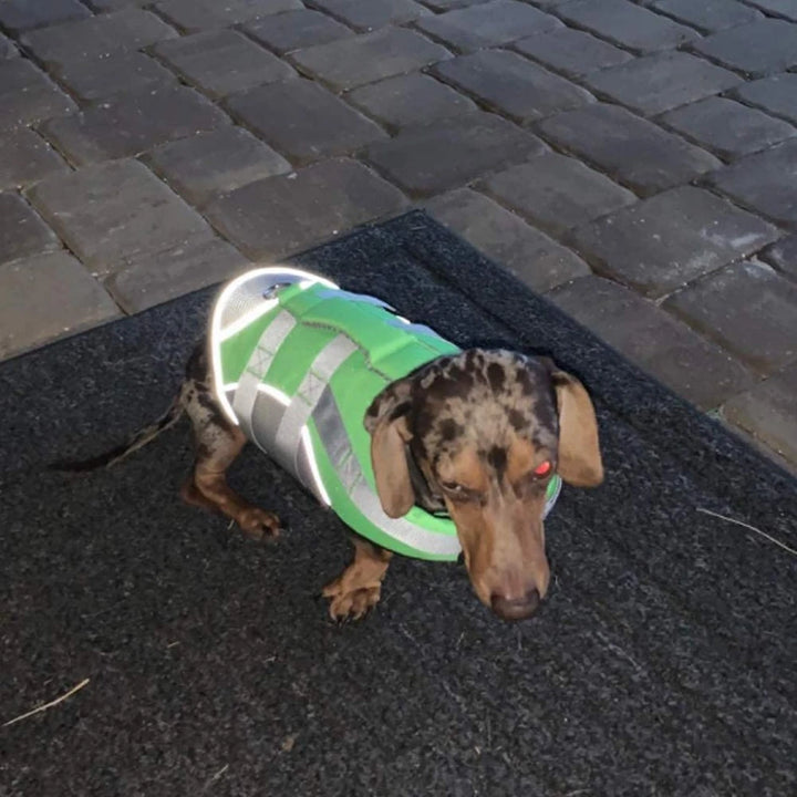Dog Wearing Green Splash Dog Life Jacket