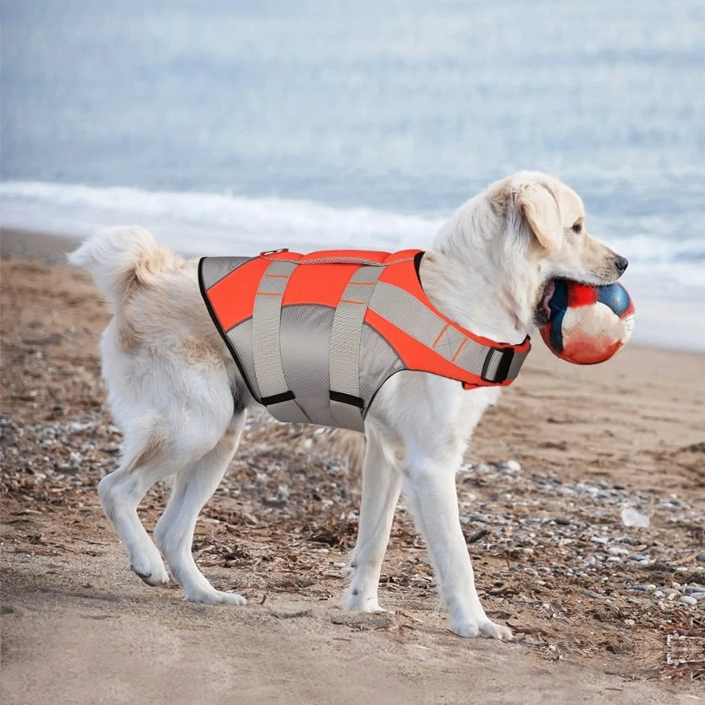 A Dog Wearing Orange Dog Life Jacket while Biting  a Ball