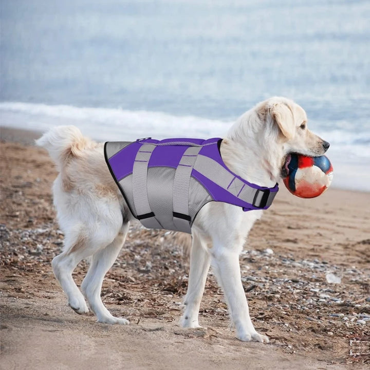 A Dog Wearing Purple Dog Life Jacket while Biting a Ball