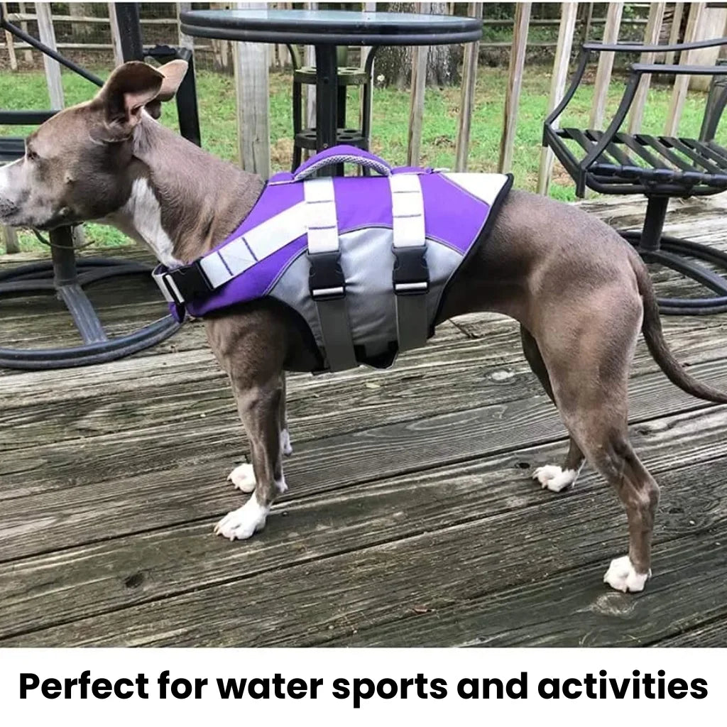 A Dog Wearing Purple Dog Life Jacket In the Balcony