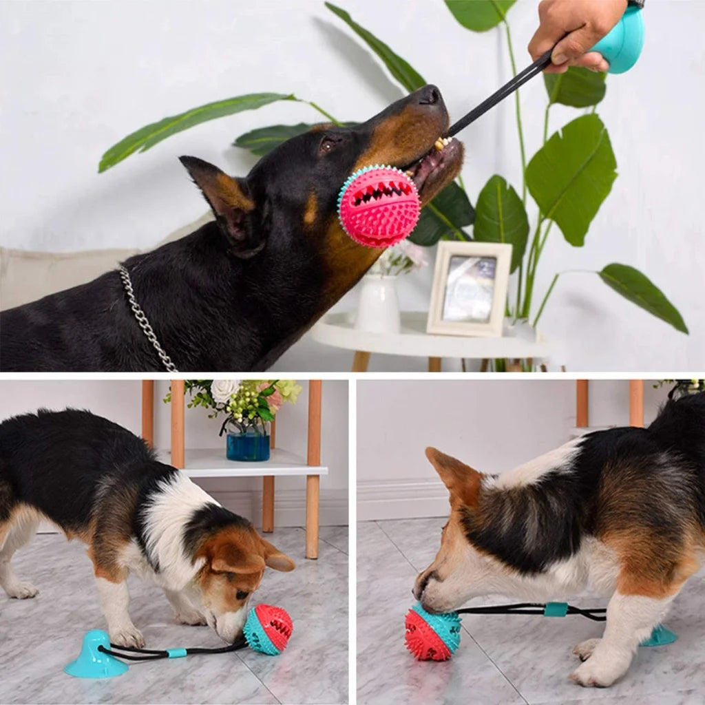 PawsApproved™ - Suction Dog Toy